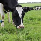 Heritage Permanent Pasture additional 3