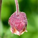 Water Margins Wildflower Mixture additional 8