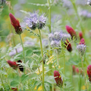 SAM2/CSAM2 Multi-Species Cover Crops