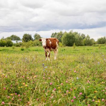 Forage Herbs &amp; Clover Seed