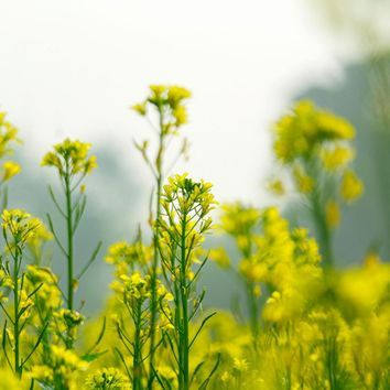 SAM2 / CSAM2 Blackgrass Terminator Cover Crop Seed Mix