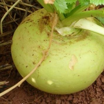 Main Crop Turnip