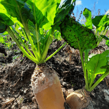 Brigadier (Mangel Type) Fodder Beet Seed