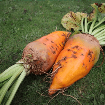 Jamon Fodder Beet Seed