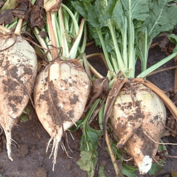 Magnum Fodder Beet Seed