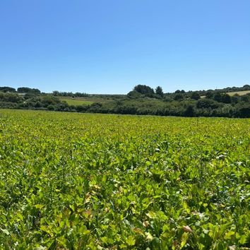 Early Sow Root Mix alternative