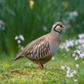 Partridge Cover Seed Mix
