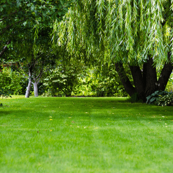EasyGreen Lawn | Fast Germination, High Wear Recovery &amp; Cost-Effective Grass Seed Mix