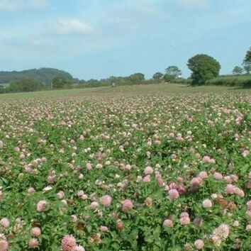 Drought Buster Cutting with Red Clover