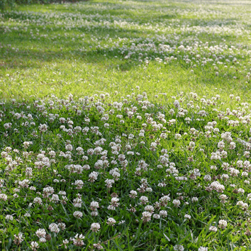 Drought Resilient Dual Purpose with White Clover