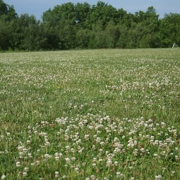 Drought Buster Multiuse with White Clover