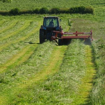 Italian Ryegrass Blend Grass Seed Mixture