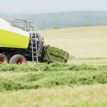 Westerwold Grass Seed