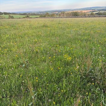 Organic Multi-Species Ley (SAM3 / CSAM3 / OP4) Seed Mix