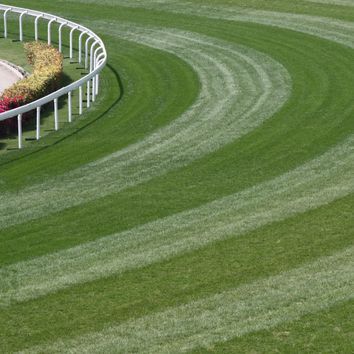 Premium Racecourse Grass Seed Mix