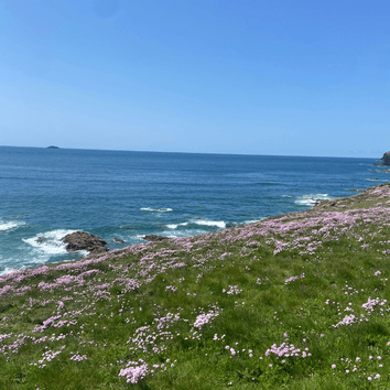 Cornish Coastal Wildflower Mix | Salt and Wind-Tolerant Native Perennials alternative