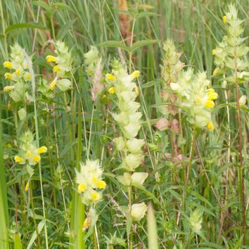 Yellow Rattle Seed |  Natural Meadow &amp; Grassland Restorer alternative