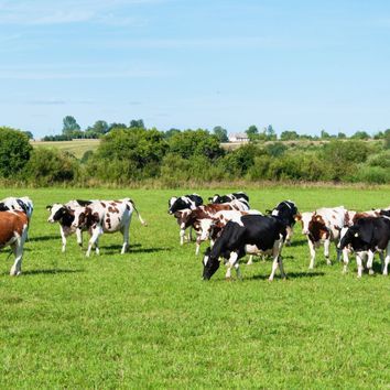 Stock Performance Herb Mix