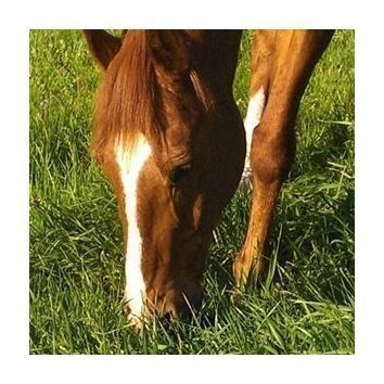 Herb Mixture C Horse & Pony
