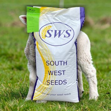 Early Spring Graze alternative