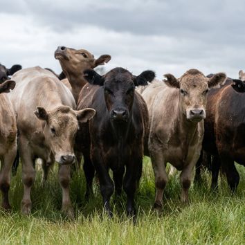 Heritage Permanent Pasture