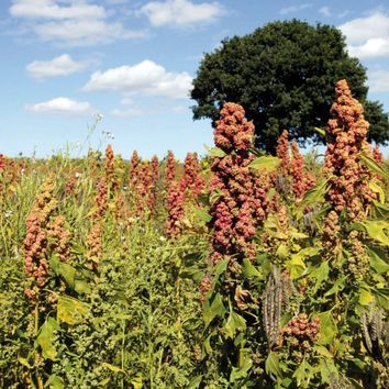 AB9 No Cereal 2 Year Winter Bird Food