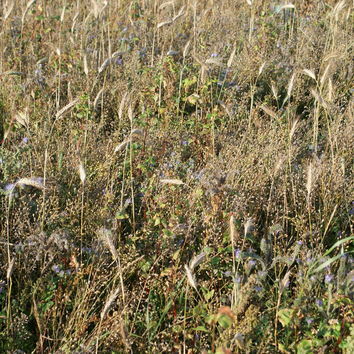 Partridge Cover Seed Mix