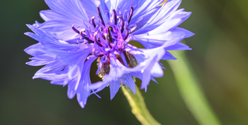 cornflower wildflower