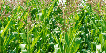 Maize Crop