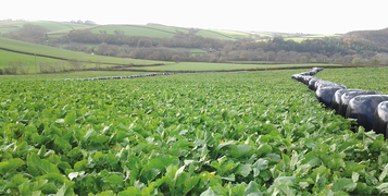 Kale_in_field_2_-_T113_-_Nov_14