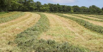 a field being cut for silage during a drought