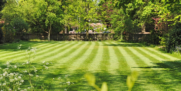 shaded areas lawn seed