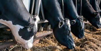 damp-ground-silage