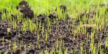 lawn grass seed growing