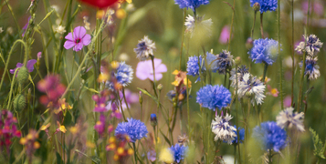 widlflowers