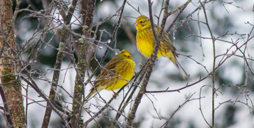 yellowhammer bird in winter 'hungry gap'