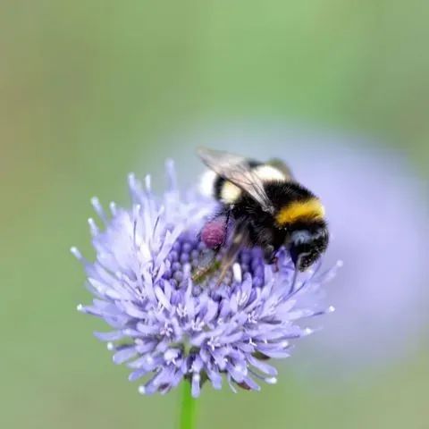 Wildflower Seed Mixtures