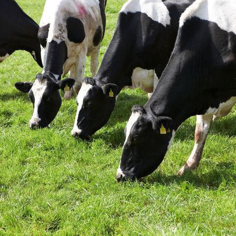 Medium-Term Grass Seed for Grazing &amp; Silage
