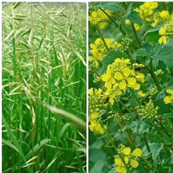 SAM2 Black Grass Terminator