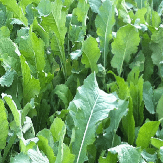 Stego Forage Rape Seed (per kg)