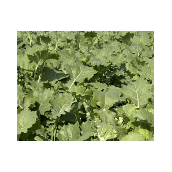 Barkant Stubble Turnip Seed