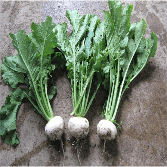 Whitestar Stubble Turnip Seed (5kg pack)