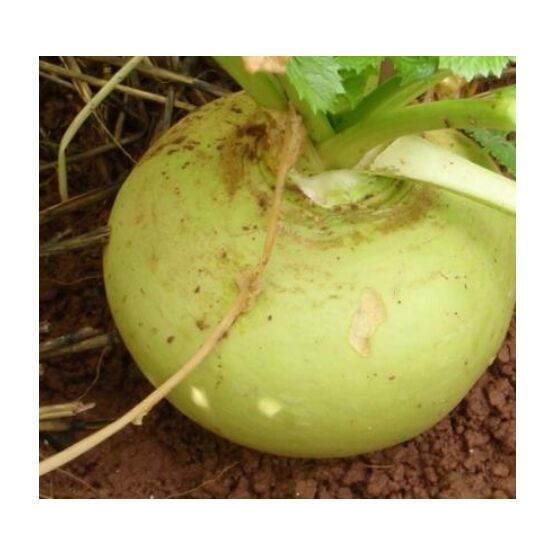 Green Globe Main Crop Turnip Seed (2kg pack)