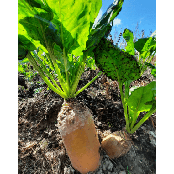 Brigadier (Mangel Type) Fodder Beet Seed