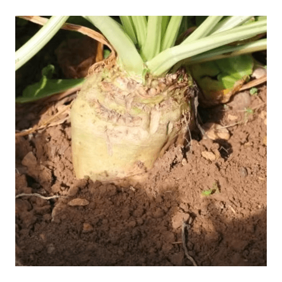 Enermax Fodder Beet Seed