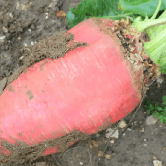 Fosyma Fodder Beet Seed