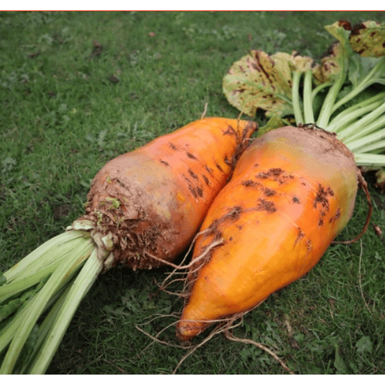 Jamon Fodder Beet Seed