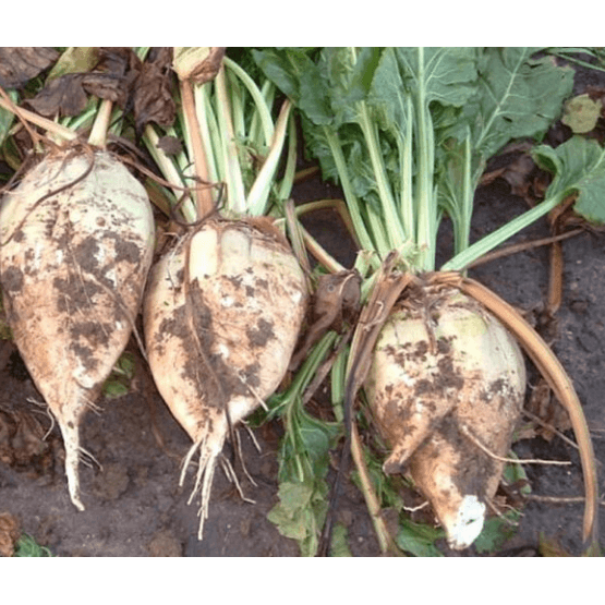 Magnum Fodder Beet Seed