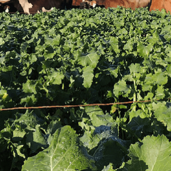 Early Sow Root Mix (4.5kg pack)