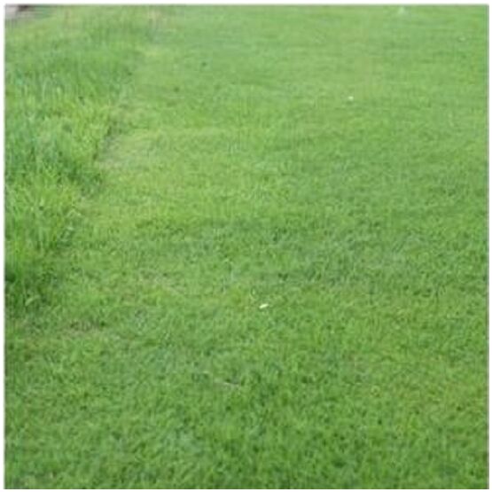 Long Drive Drought Tolerant Grass Seed Mix